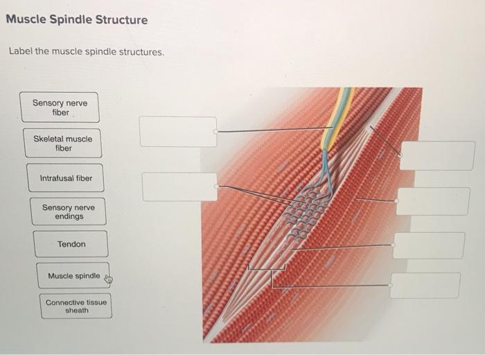 Label the muscle spindle structures.