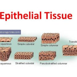 Epithelial epithelium tissue cells difference between types histology mesenchymal tissues classification connective lecturio simple different definition functions squamous histological