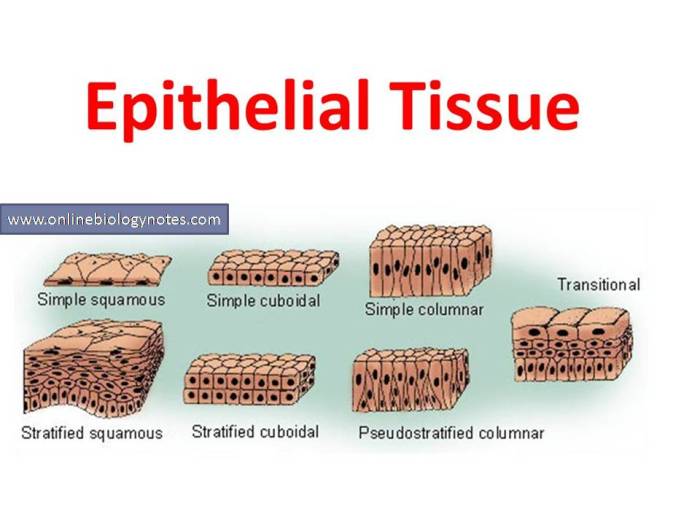 Epithelial epithelium tissue cells difference between types histology mesenchymal tissues classification connective lecturio simple different definition functions squamous histological