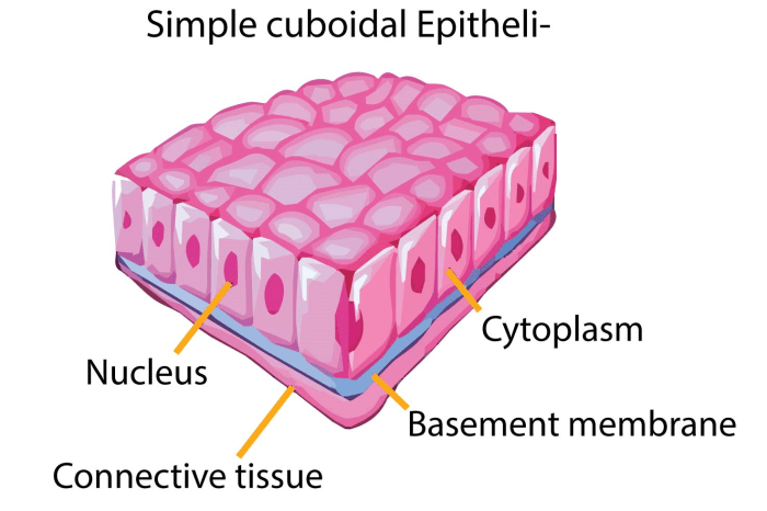 Which epithelial type is highlighted