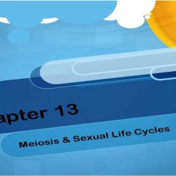 Chapter 13 meiosis and sexual life cycles