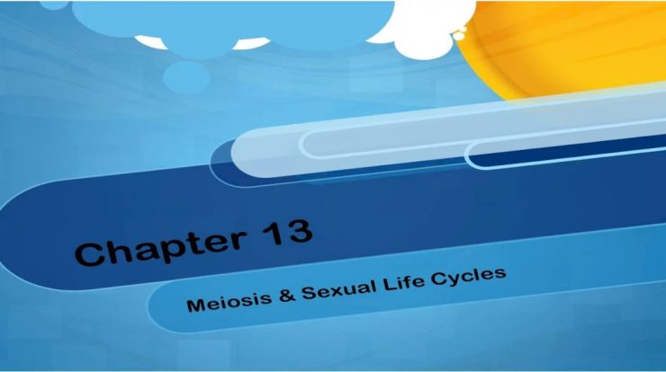 Chapter 13 meiosis and sexual life cycles