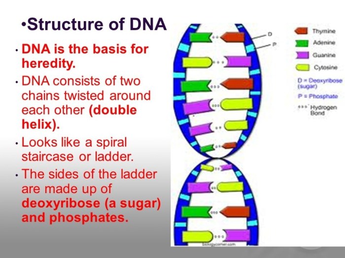 The double helix worksheet answers