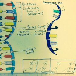 Dna helix worksheet double chessmuseum