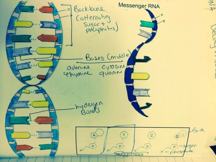 Dna helix worksheet double chessmuseum