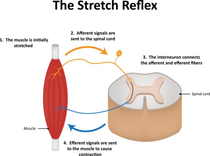 Trigger muscle points skeletal structure expand fig click