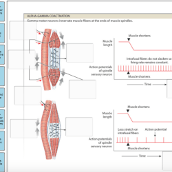 Label the muscle spindle structures.