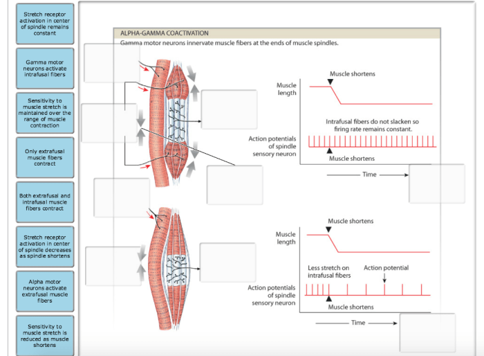 Label the muscle spindle structures.