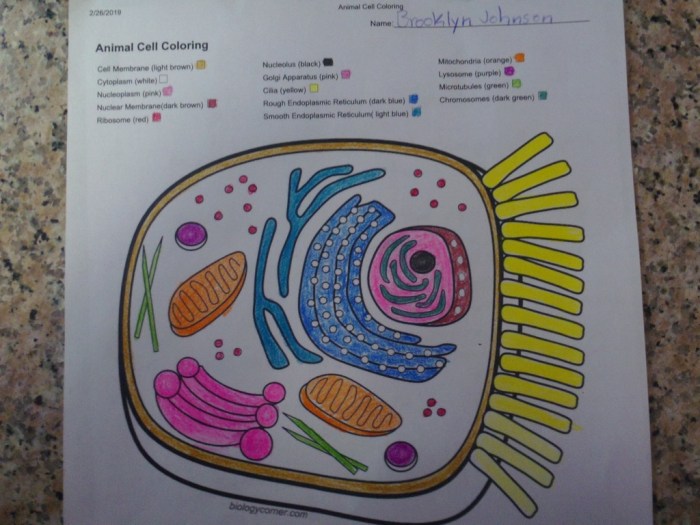 Animal cell coloring answer key biology corner