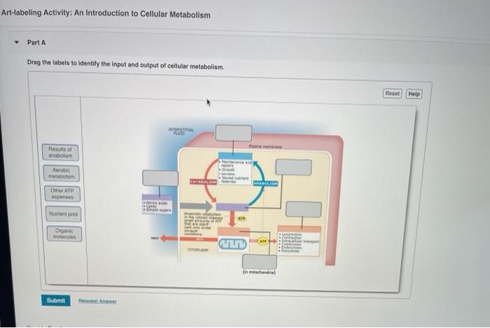 Art-labeling activity an overview of cellular metabolism