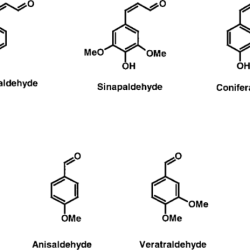 Which functional group does the molecule below have