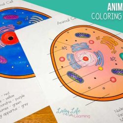 Animal cell coloring answer key biology corner