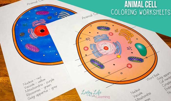 Animal cell coloring answer key biology corner