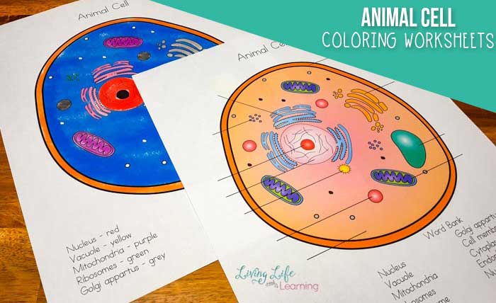 Animal cell coloring answer key biology corner