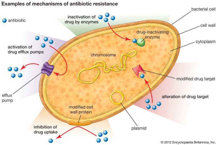 Bacteria and resistance what is mrsa worksheet answers