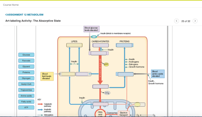 Art-labeling activity an overview of cellular metabolism